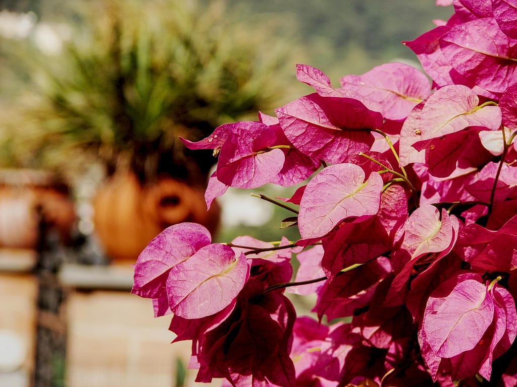 Bougainvillea on the island of Capri with a terracotta pot in the background