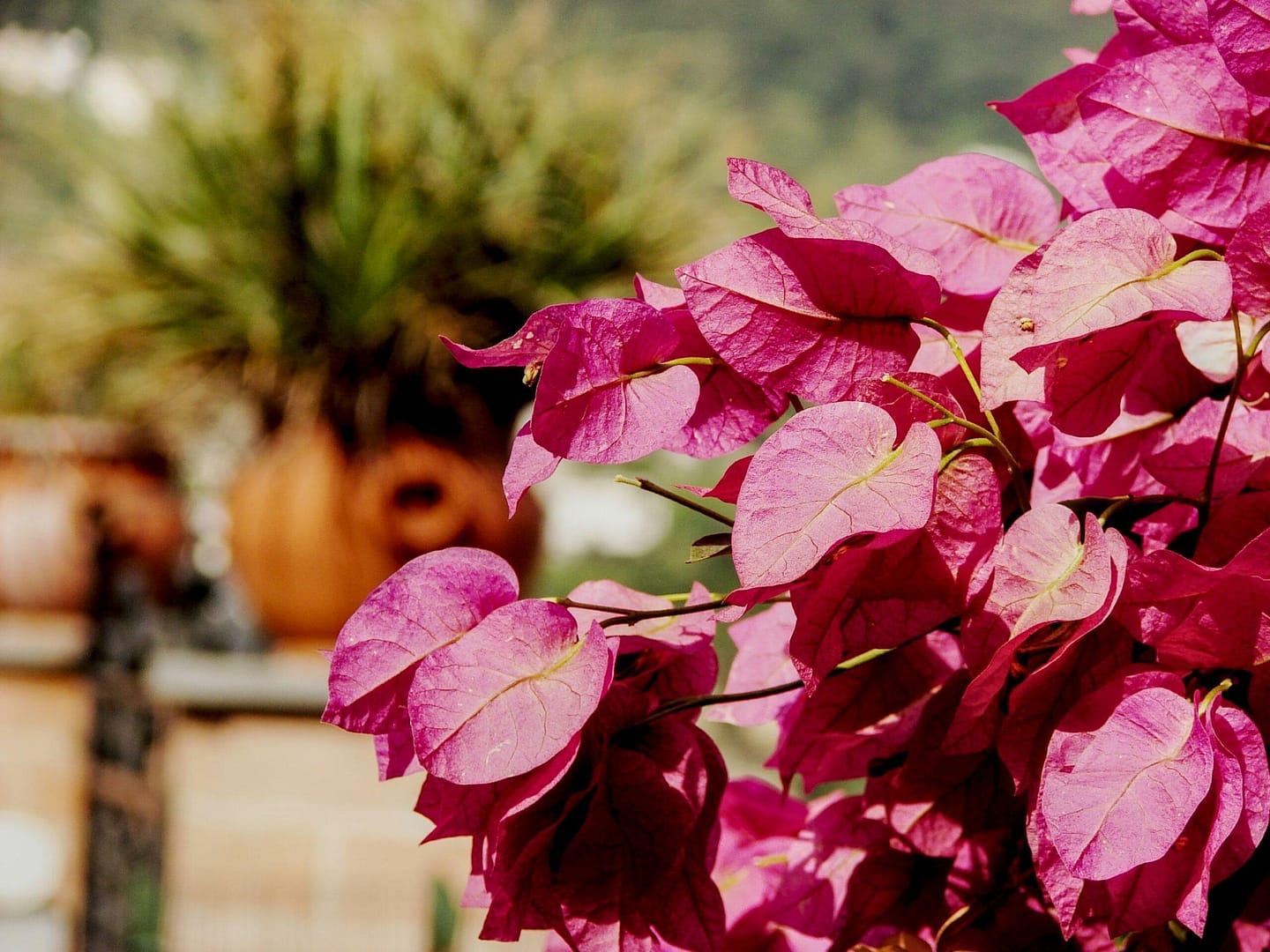 Bougainvillea on the island of Capri with a terracotta pot in the background
